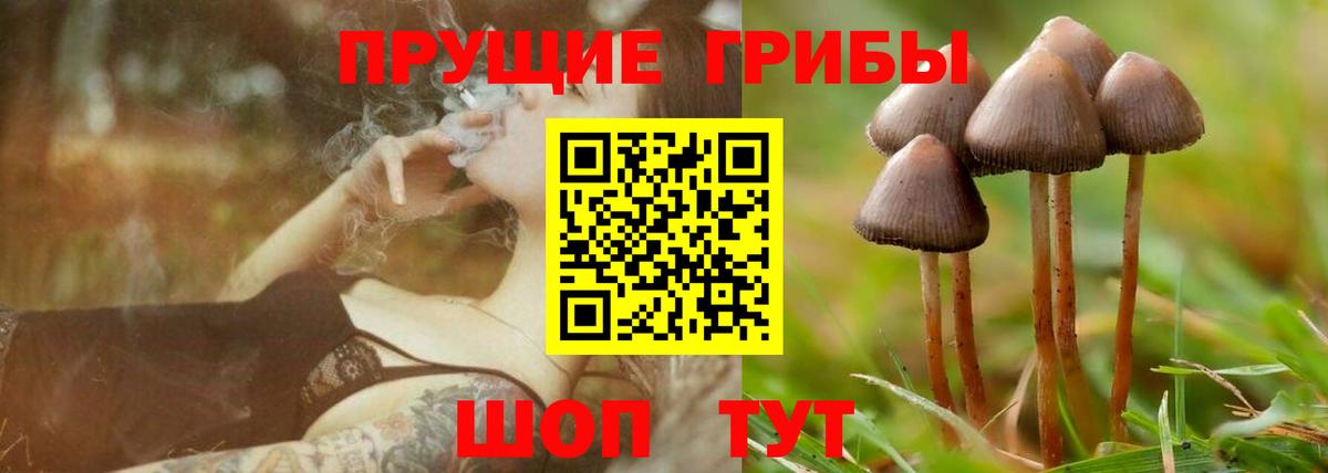 Грозный  Галлюциногенные грибы Psilocybe  Вход с VPN 